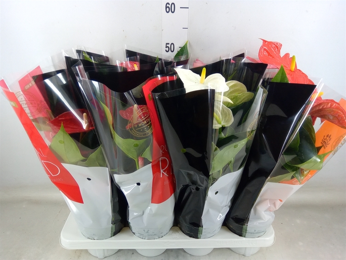 <h4>Anthurium   ...mix</h4>