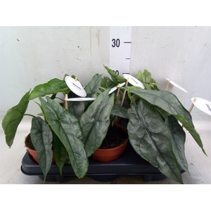 Alocasia   ...