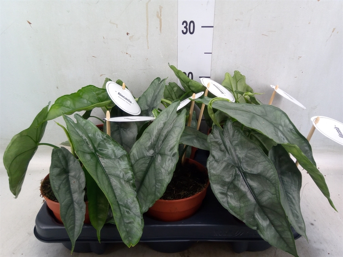 <h4>Alocasia   ...</h4>