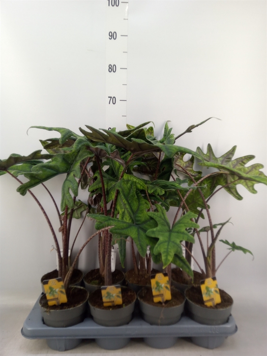 <h4>Alocasia  'Jacklyn'</h4>