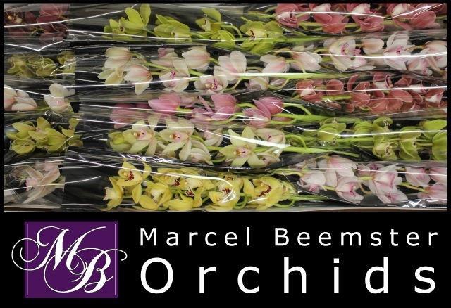 <h4>CYMB MI GEM</h4>