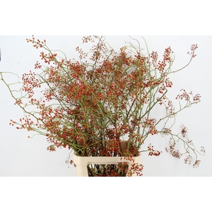 ROSA FOREST QUEEN XL