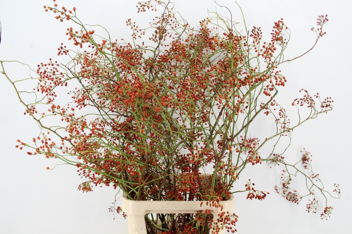 <h4>ROSA FOREST QUEEN XL</h4>
