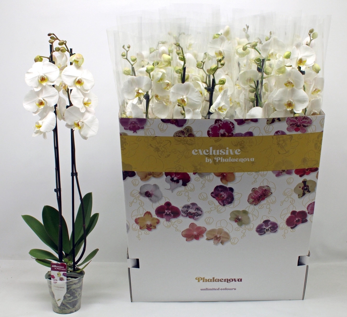 <h4>PHAL OV WIT</h4>