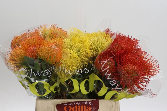 <h4>Nutans Mix tri-color</h4>