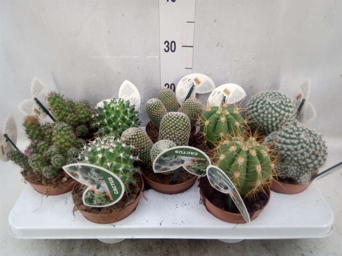 <h4>Cactus   ...mix</h4>