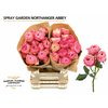 Rosa Spray Garden Northanger Abbey