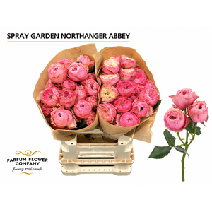 Rosa Spray Garden Northanger Abbey