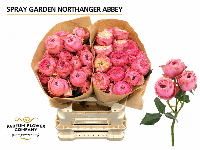 <h4>Rosa Spray Garden Northanger Abbey</h4>