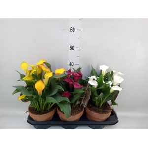 Zantedeschia   ...mix 3