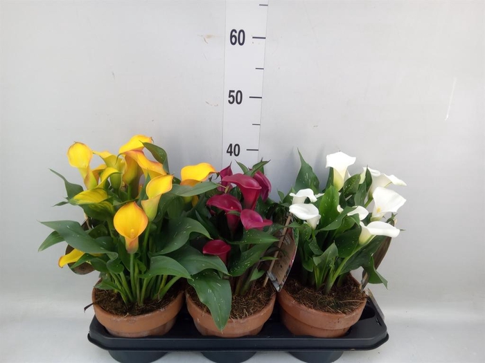 <h4>Zantedeschia   ...mix 3</h4>
