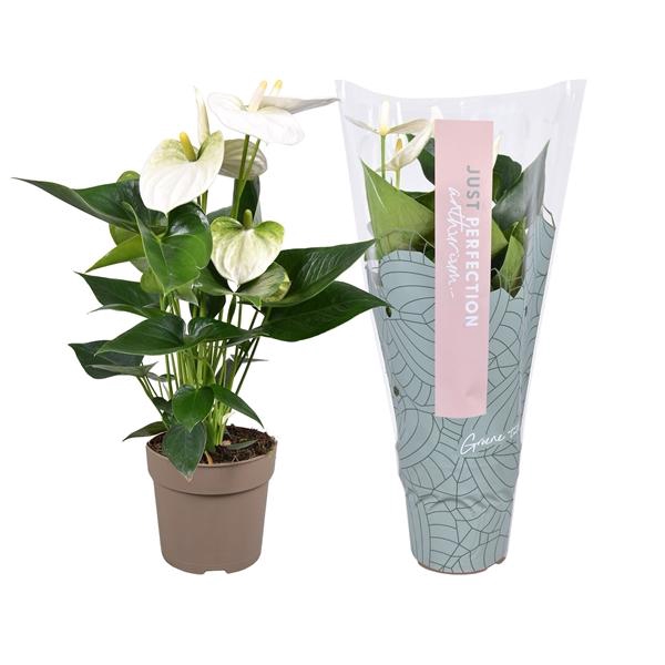 <h4>Anthurium (Andreanum Grp) Cocos</h4>