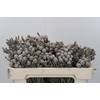 Kaaps Groen Silver Brunia