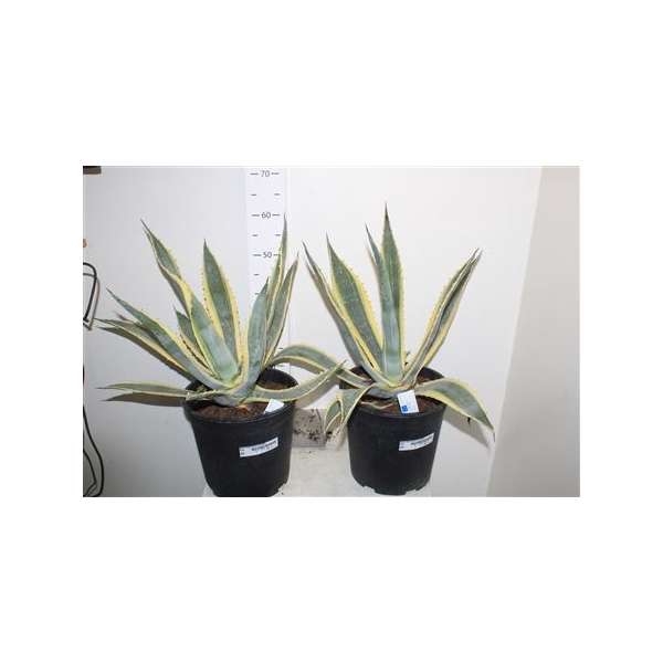 <h4>Agave Americana Variegata</h4>