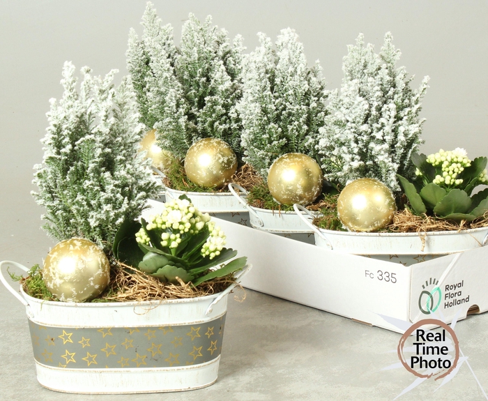 <h4>ARR KAMERPL</h4>