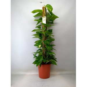 Epipremnum pinn.   ...moss stick