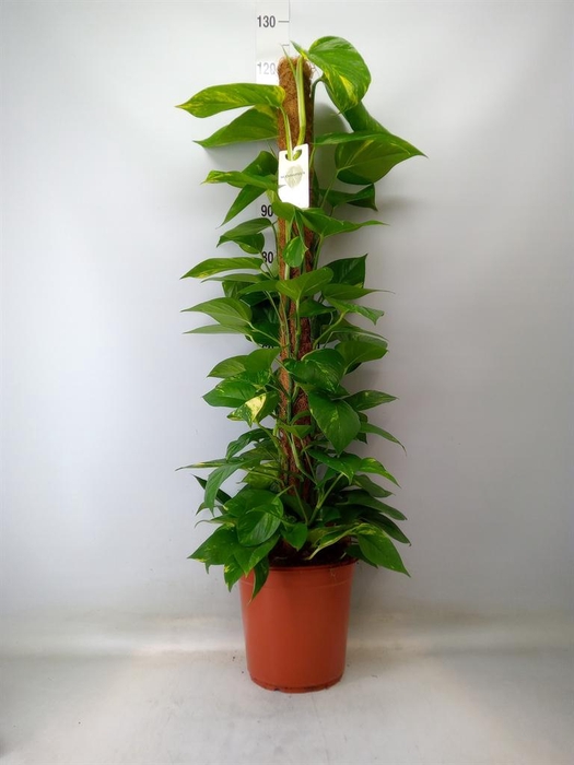 <h4>Epipremnum pinn.   ...moss stick</h4>