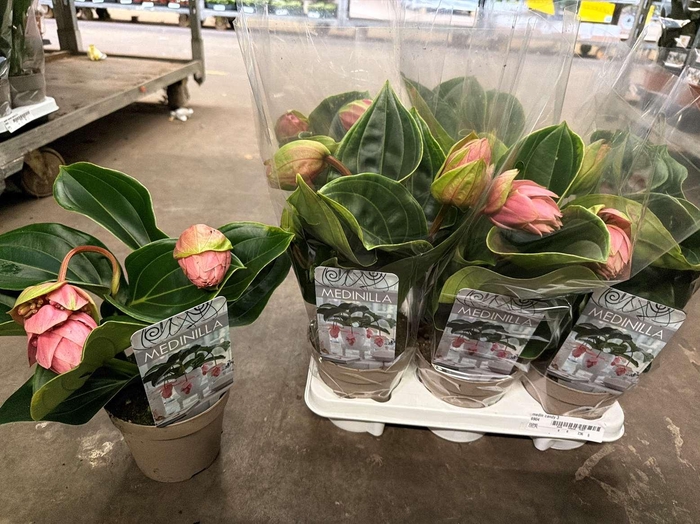 ** Medin Candy 1 Flower * Spring Deal *