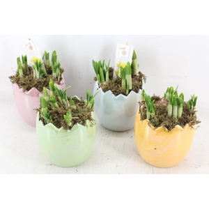 arr4 Narcis FL - Pearl glazed egg x6 mix