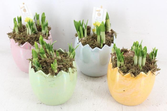 <h4>arr4 Narcis FL - Pearl glazed egg x6 mix</h4>