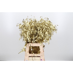 Chasmantium Kl Bh Goud