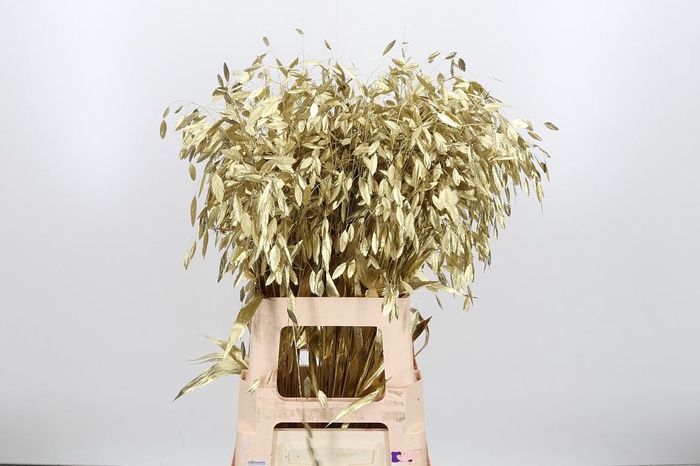 <h4>Chasmantium Kl Bh Goud</h4>