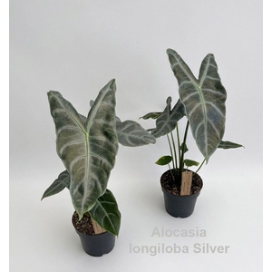 Alocasia