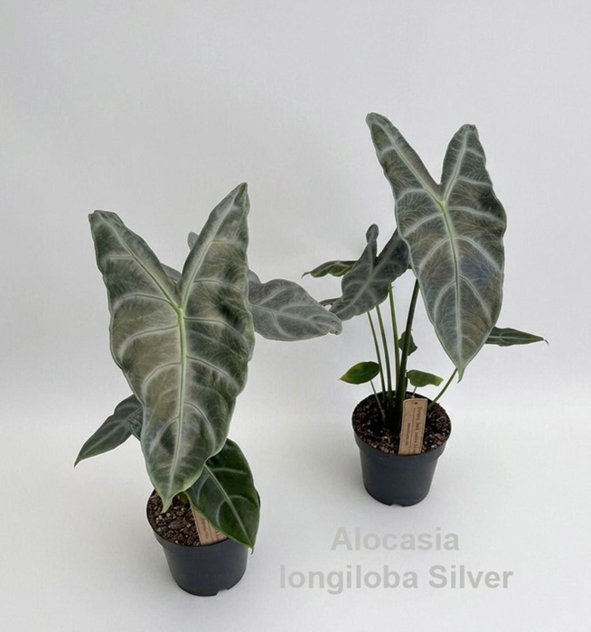 <h4>Alocasia</h4>
