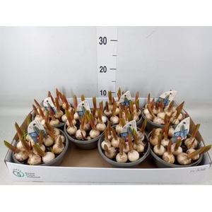 Muscari  'Early Bird'