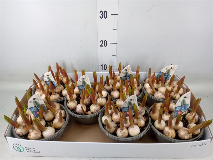 <h4>Muscari  'Early Bird'</h4>