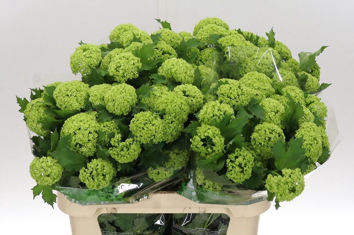 <h4>Viburnum Roseum St 80 2-3</h4>