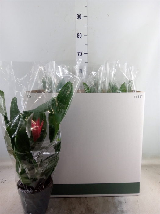 <h4>Aechmea fasciata 'Primera'</h4>