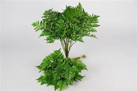 <h4>LEATHERLEAF LARGE VP GREEN OCEAN</h4>
