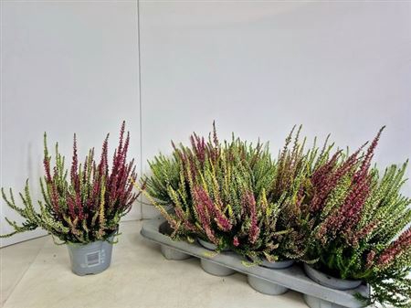 Callu Nova Gem 3 Kl