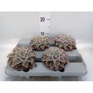 Echeveria ...