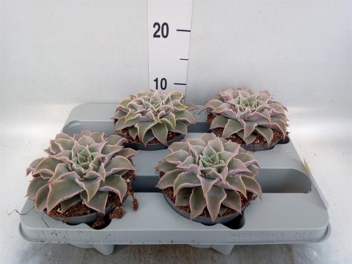 <h4>Echeveria   ...</h4>