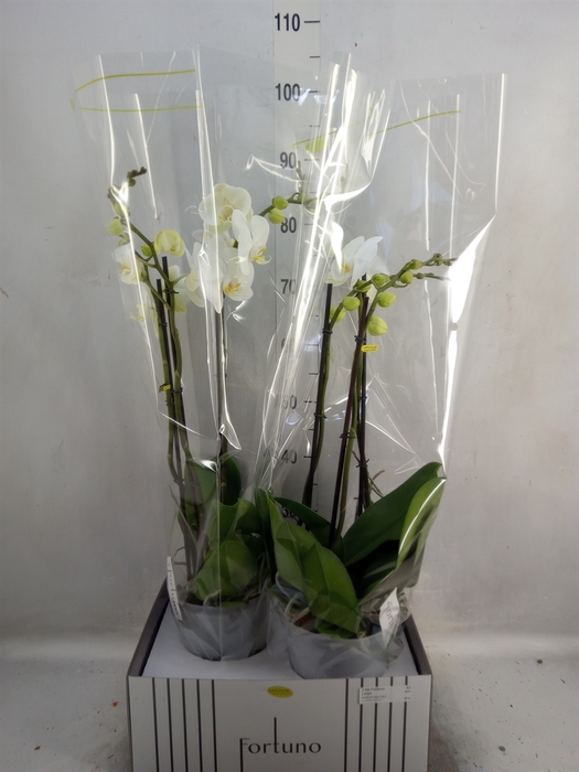 Phalaenopsis   ...white