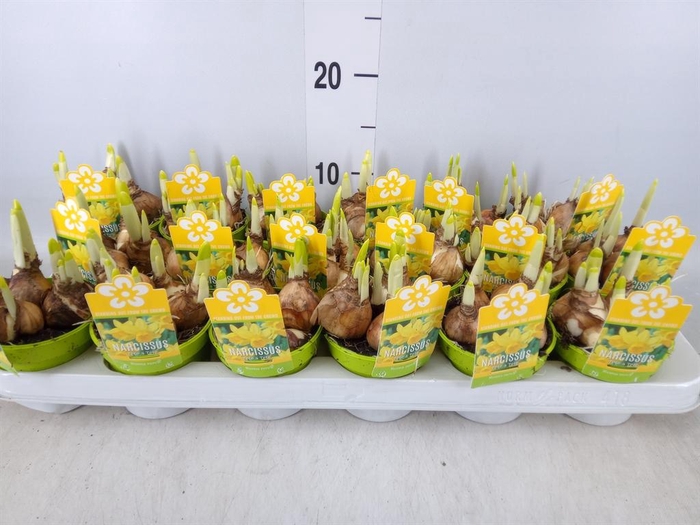 <h4>Narcissus 'Tete a tete'</h4>