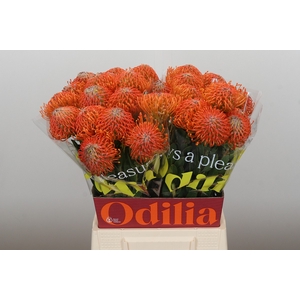 Nutans Ayoba Orange