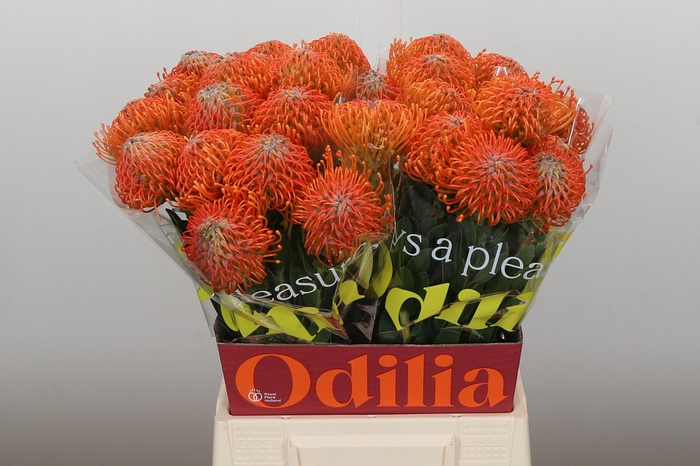<h4>Nutans Ayoba Orange</h4>
