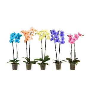 Phal I Am Mix 2T18+ Lang