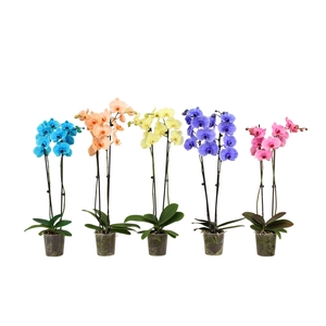 Phal I Am Mix 2T18+ Lang