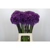 Allium Purple Sensation