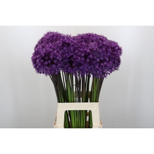 Allium Purple Sensation