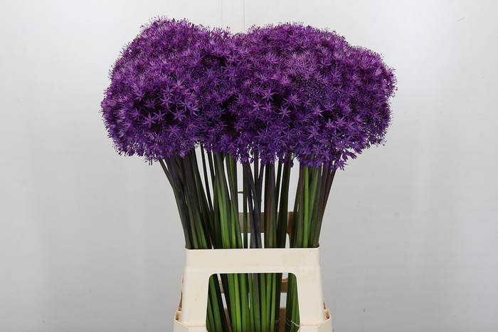 Allium Purple Sensation