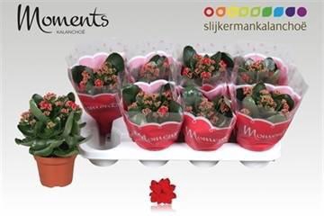 <h4>KAL GE SECRET RED</h4>