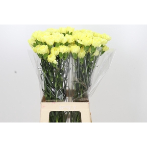 Dianthus St Emma