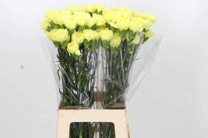 <h4>Dianthus St Emma</h4>