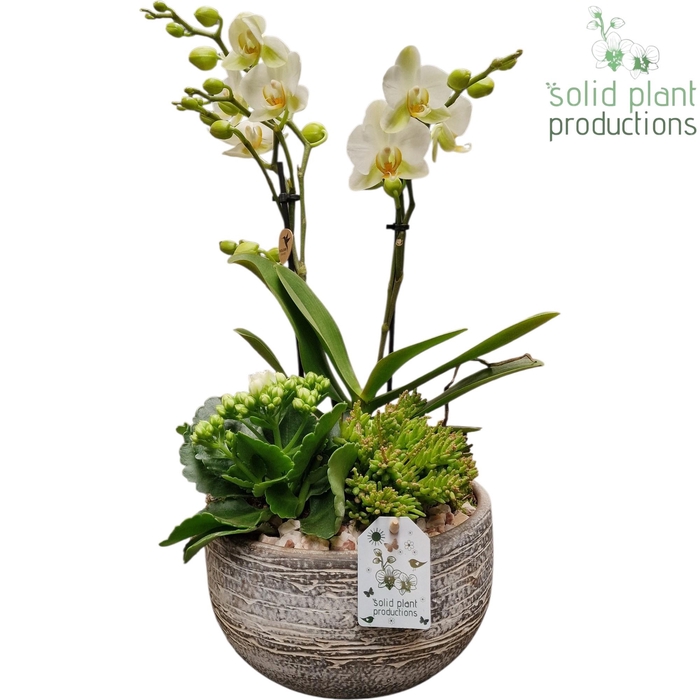 <h4>PH051 Dakota Small White</h4>