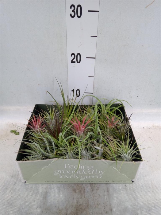 <h4>Tillandsia</h4>